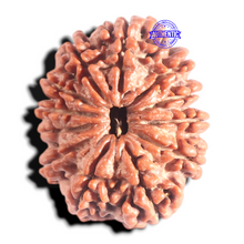 Load image into Gallery viewer, 12 Mukhi Nepalese Rudraksha - Bead No. 307
