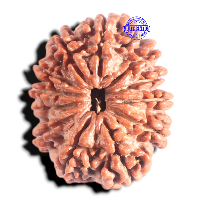 12 Mukhi Nepalese Rudraksha - Bead No. 307