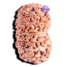 Load image into Gallery viewer, 12 Mukhi Nepalese Rudraksha - Bead No. 307
