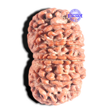 Load image into Gallery viewer, 12 Mukhi Nepalese Rudraksha - Bead No. 307

