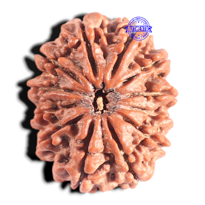 12 Mukhi Nepalese Rudraksha - Bead No. 317