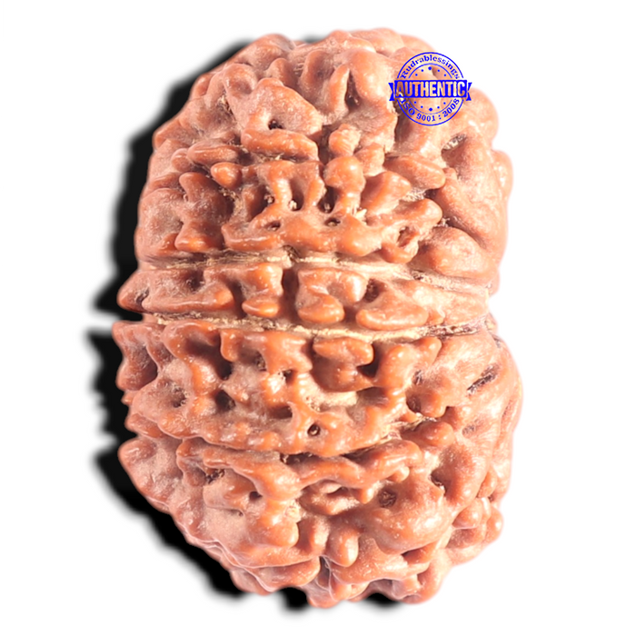 12 Mukhi Nepalese Rudraksha - Bead No. 317