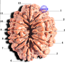 Load image into Gallery viewer, 12 Mukhi Nepalese Rudraksha - Bead No. 319
