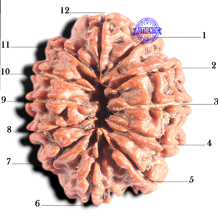 12 Mukhi Nepalese Rudraksha - Bead No. 319