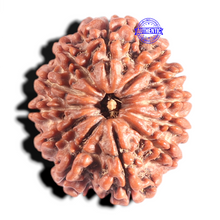 Load image into Gallery viewer, 12 Mukhi Nepalese Rudraksha - Bead No. 319
