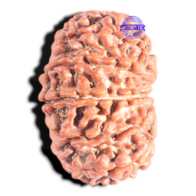 Load image into Gallery viewer, 12 Mukhi Nepalese Rudraksha - Bead No. 319
