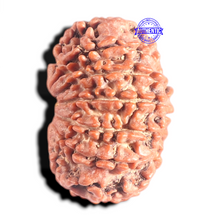 Load image into Gallery viewer, 12 Mukhi Nepalese Rudraksha - Bead No. 319
