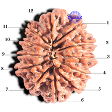 Load image into Gallery viewer, 12 Mukhi Nepalese Rudraksha - Bead No 320
