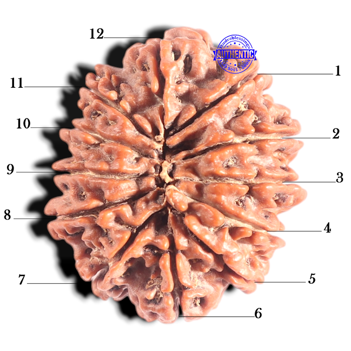 12 Mukhi Nepalese Rudraksha - Bead No 320