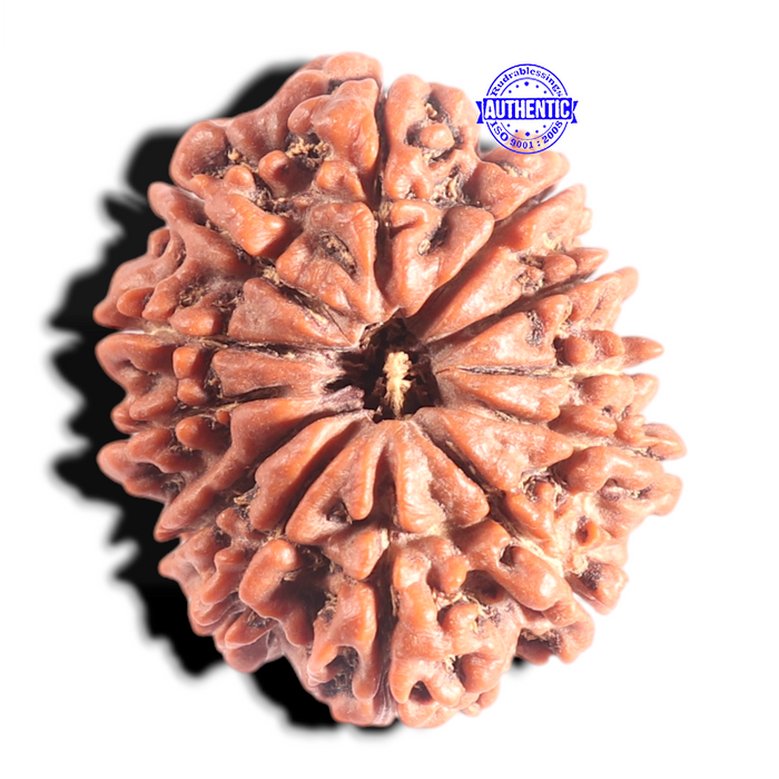 12 Mukhi Nepalese Rudraksha - Bead No 320