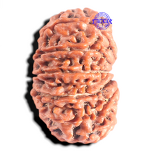 Load image into Gallery viewer, 12 Mukhi Nepalese Rudraksha - Bead No 320
