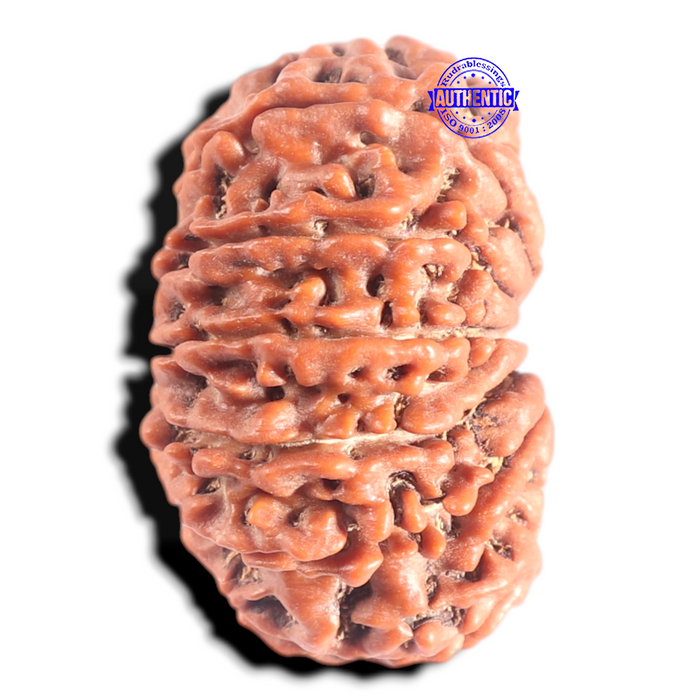 12 Mukhi Nepalese Rudraksha - Bead No 320