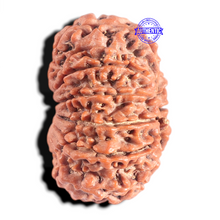 Load image into Gallery viewer, 12 Mukhi Nepalese Rudraksha - Bead No 320
