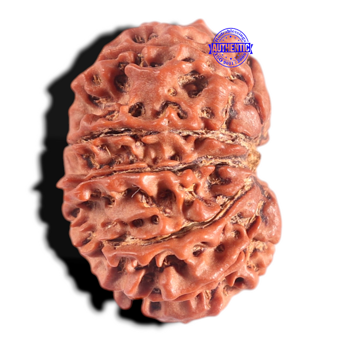 12 Mukhi Nepalese Rudraksha - Bead No 359