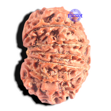 Load image into Gallery viewer, 12 Mukhi Nepalese Rudraksha - Bead No 359
