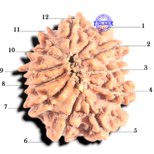 Load image into Gallery viewer, 12 Mukhi Nepalese Rudraksha - Bead No 361
