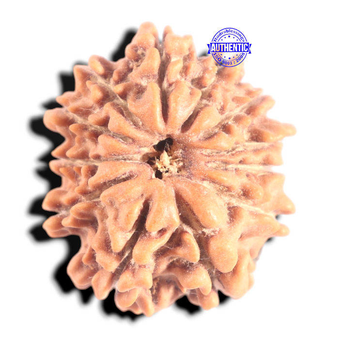 12 Mukhi Nepalese Rudraksha - Bead No 361
