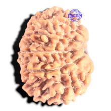 Load image into Gallery viewer, 12 Mukhi Nepalese Rudraksha - Bead No 361
