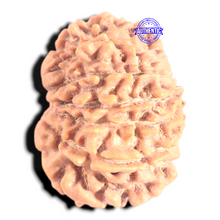 Load image into Gallery viewer, 12 Mukhi Nepalese Rudraksha - Bead No 361
