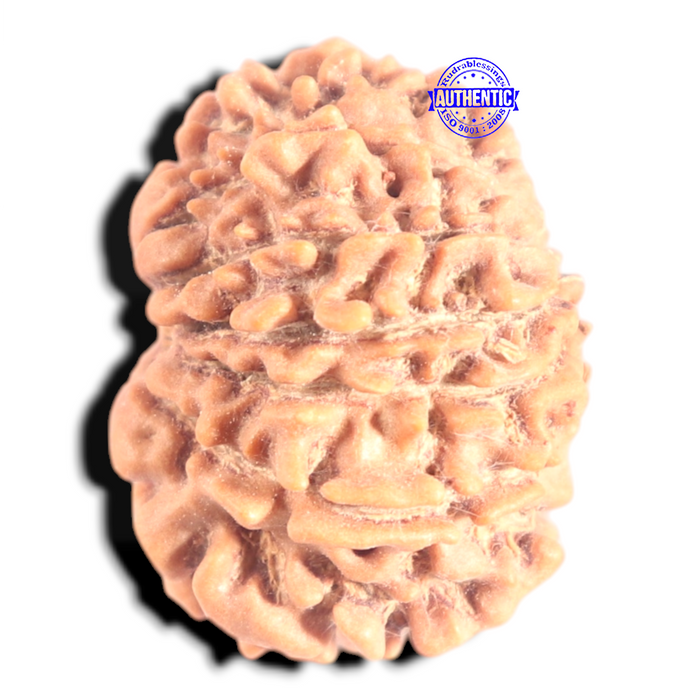 12 Mukhi Nepalese Rudraksha - Bead No 361