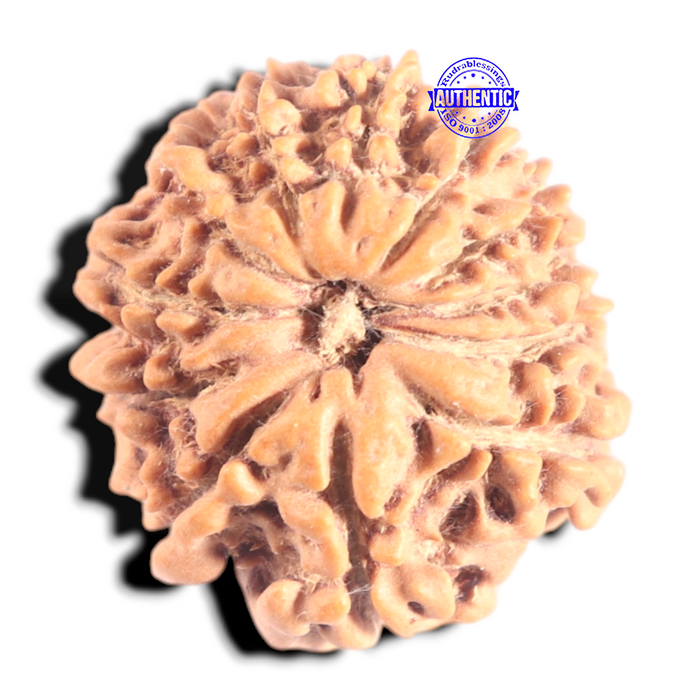 12 Mukhi Nepalese Rudraksha - Bead No 363