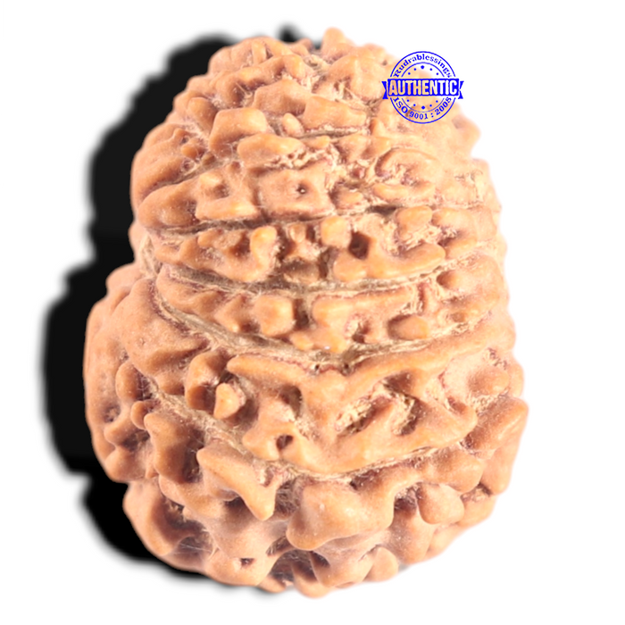 12 Mukhi Nepalese Rudraksha - Bead No 363