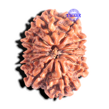 Load image into Gallery viewer, 12 Mukhi Nepalese Rudraksha - Bead No 365
