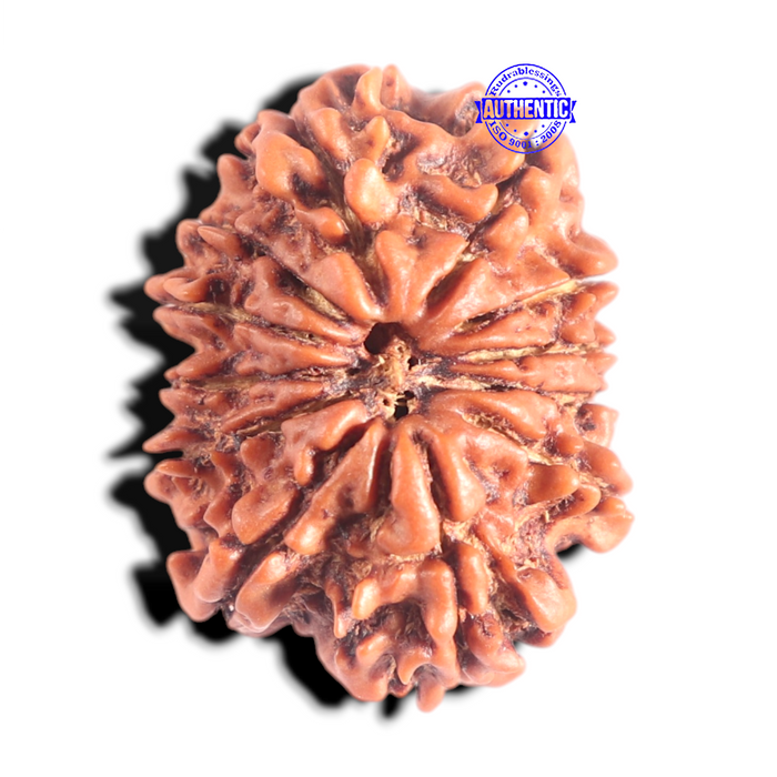 12 Mukhi Nepalese Rudraksha - Bead No 365
