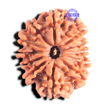 Load image into Gallery viewer, 12 Mukhi Nepalese Rudraksha - Bead No 367
