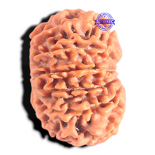 Load image into Gallery viewer, 12 Mukhi Nepalese Rudraksha - Bead No 367
