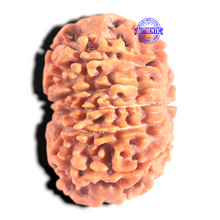 Load image into Gallery viewer, 12 Mukhi Nepalese Rudraksha - Bead No 367
