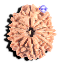 Load image into Gallery viewer, 12 Mukhi Nepalese Rudraksha - Bead No 368
