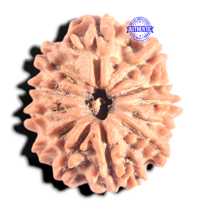 12 Mukhi Nepalese Rudraksha - Bead No 368