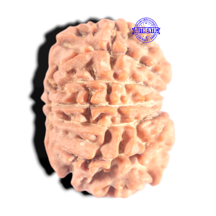 12 Mukhi Nepalese Rudraksha - Bead No 368