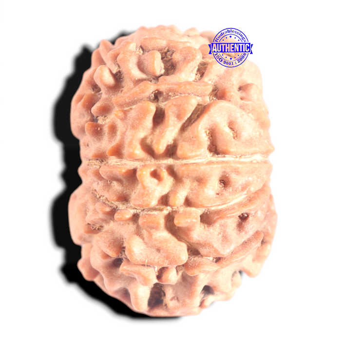 12 Mukhi Nepalese Rudraksha - Bead No 368
