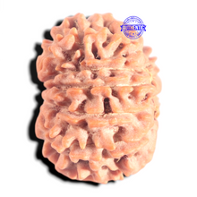 Load image into Gallery viewer, 12 Mukhi Nepalese Rudraksha - Bead No 369
