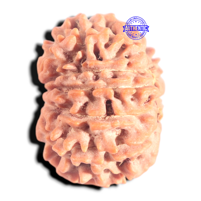12 Mukhi Nepalese Rudraksha - Bead No 369