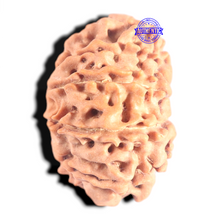 Load image into Gallery viewer, 12 Mukhi Nepalese Rudraksha - Bead No 371
