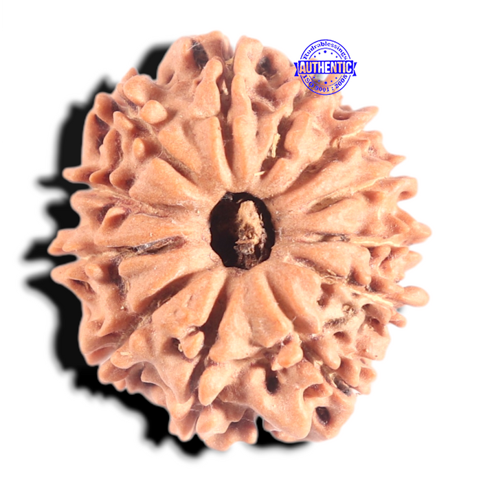 12 Mukhi Nepalese Rudraksha - Bead No 371
