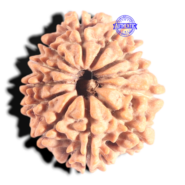 12 Mukhi Nepalese Rudraksha - Bead No 377
