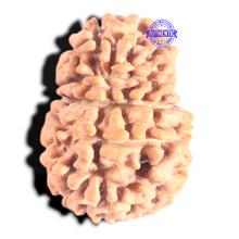 Load image into Gallery viewer, 12 Mukhi Nepalese Rudraksha - Bead No 377
