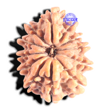 Load image into Gallery viewer, 12 Mukhi Nepalese Rudraksha - Bead No 382
