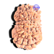 Load image into Gallery viewer, 12 Mukhi Nepalese Rudraksha - Bead No 382
