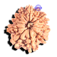 Load image into Gallery viewer, 12 Mukhi Nepalese Rudraksha - Bead No 383

