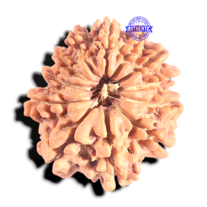 12 Mukhi Nepalese Rudraksha - Bead No 383
