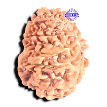 Load image into Gallery viewer, 12 Mukhi Nepalese Rudraksha - Bead No 383
