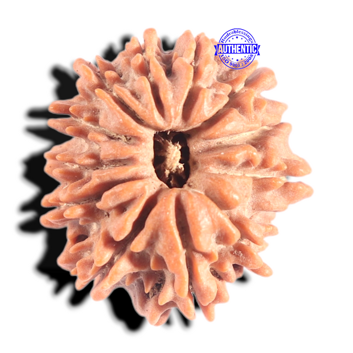 12 Mukhi Nepalese Rudraksha - Bead No 386