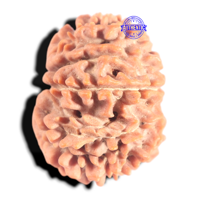 12 Mukhi Nepalese Rudraksha - Bead No 386