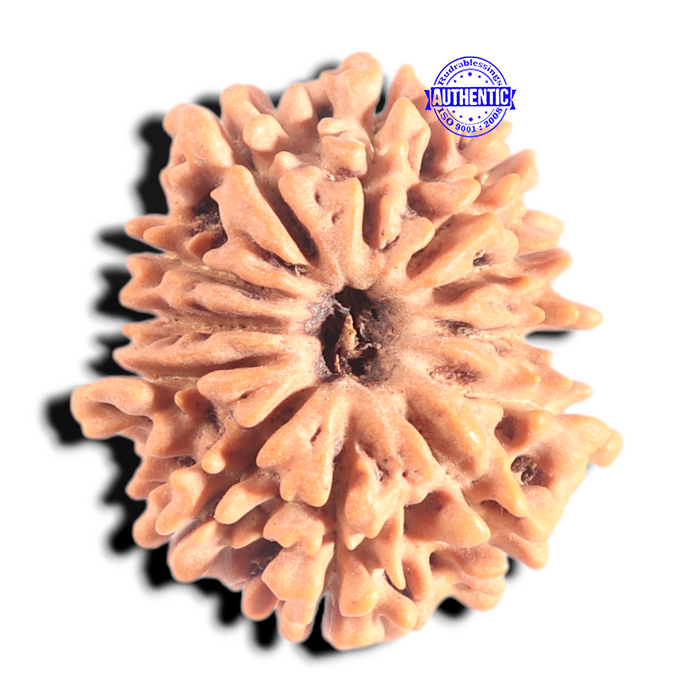 12 Mukhi Nepalese Rudraksha - Bead No 389