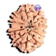 Load image into Gallery viewer, 12 Mukhi Nepalese Rudraksha - Bead No 390

